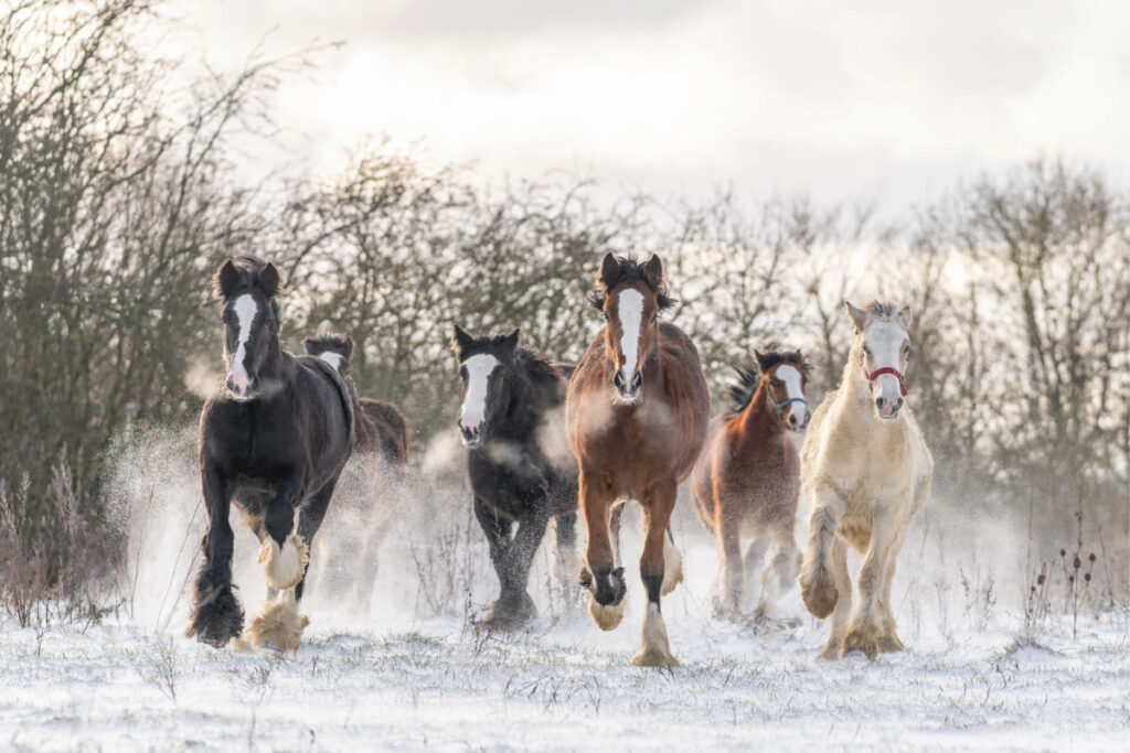 a group of gypsy vanner horses running in the snow