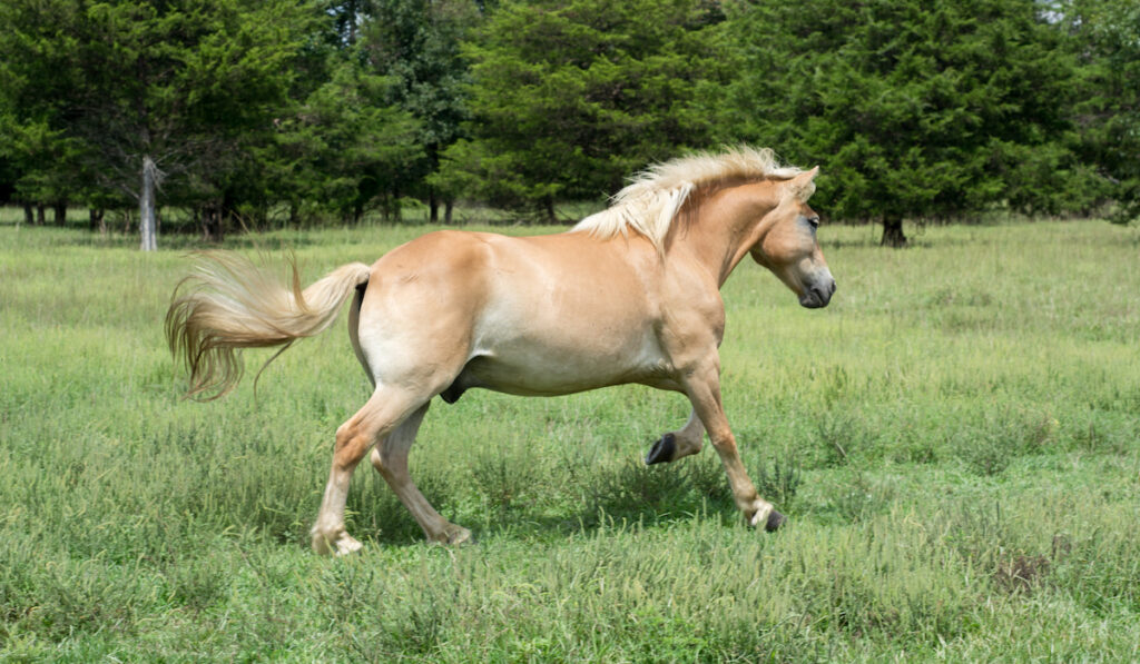 a halflinger horse running the open
