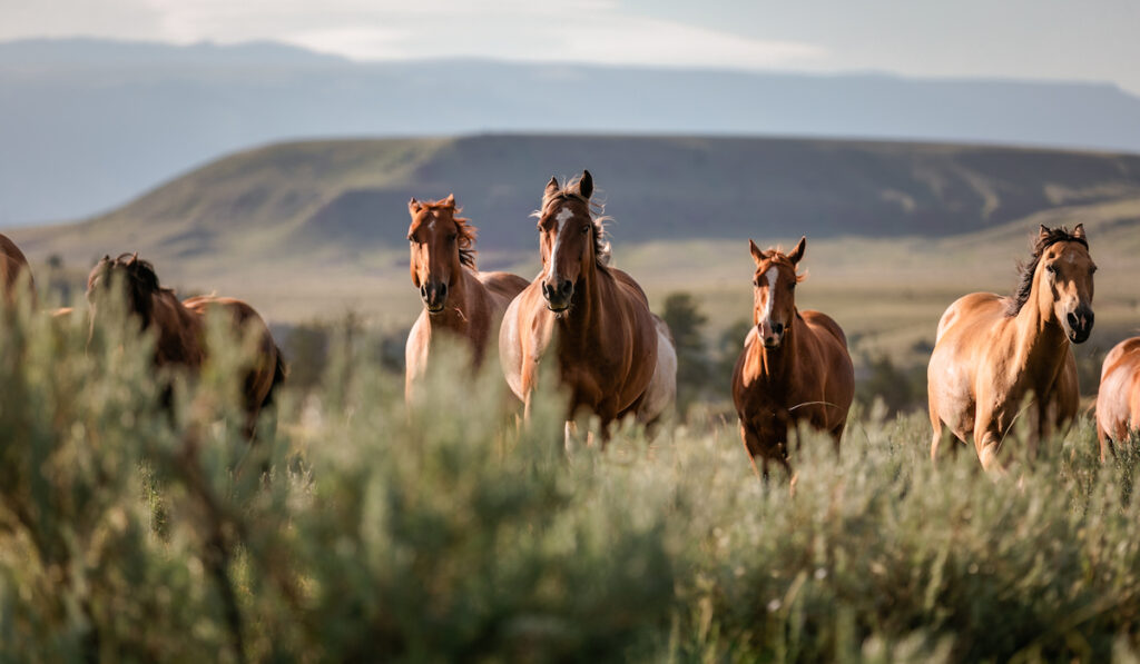 a herd of american quarter horses galloping