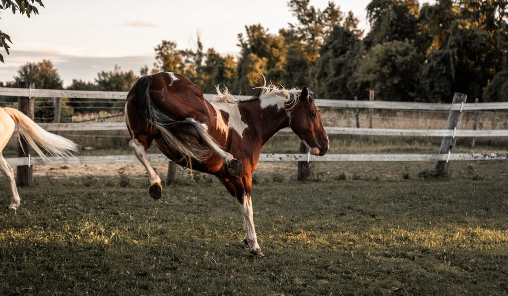 a horse bucking