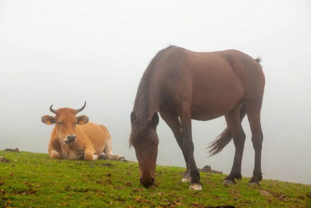 a horse eating grass and a cow resting on the same field
