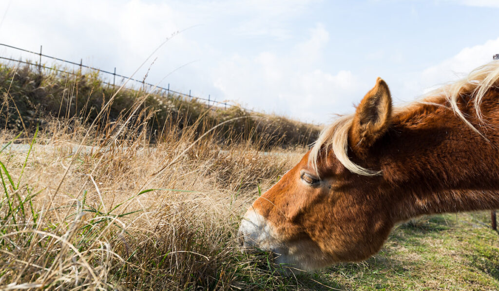 a horse eating hay