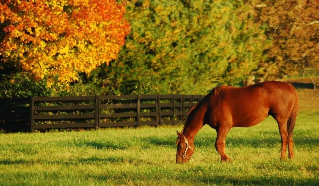 a horse eating some grass at the horse farm