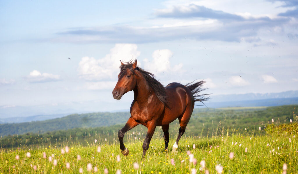 a horse galloping in a field