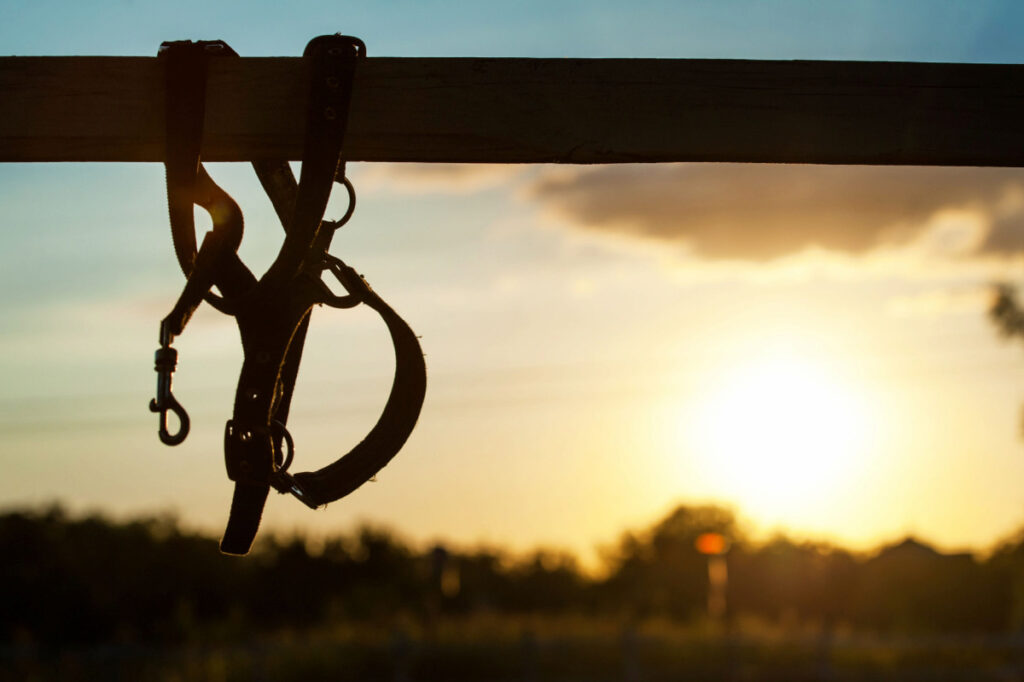 a horse halter hanging on a wooden fence during sunset