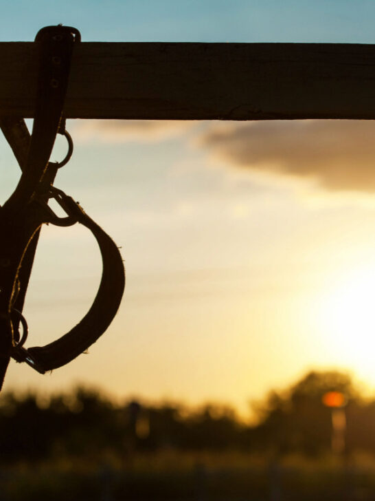 a horse halter hanging on a wooden fence during sunset