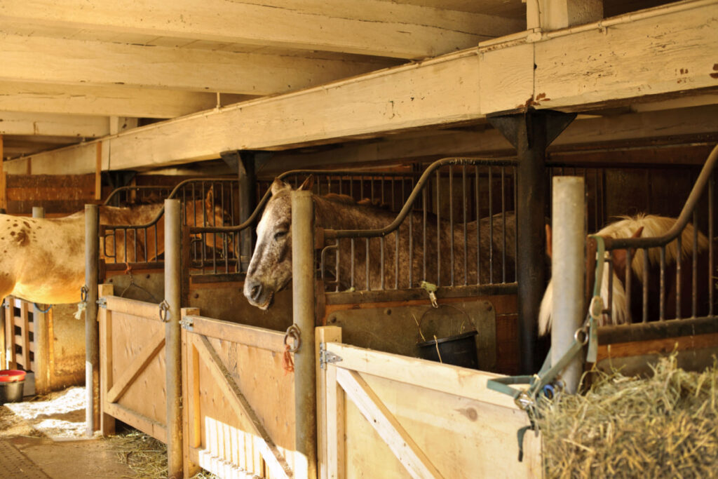 a horse inside a wooden stable