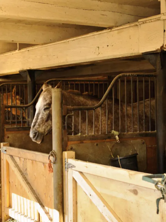 a horse inside a wooden stable