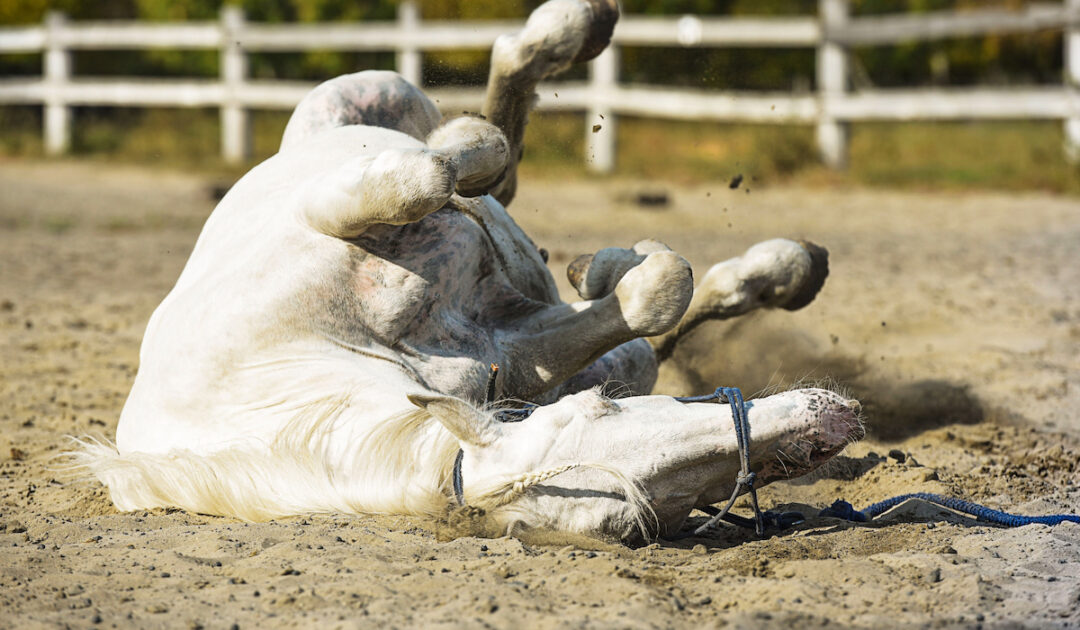 Treating Colic In Horses Beer, Natural Remedies, & When To Call A Vet