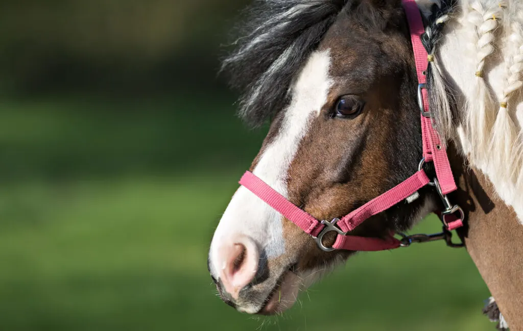 a horse wearing a red synthetic halter