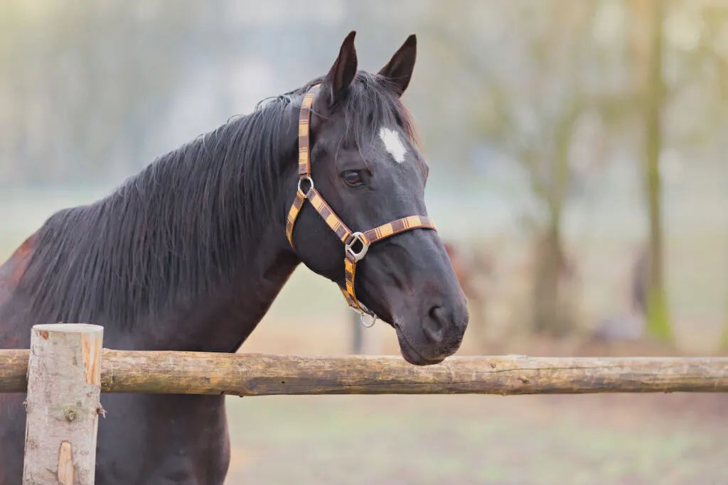 a horse wearing an orange brown halter behind a wooden fence
