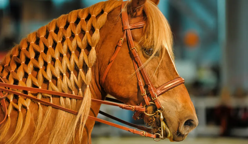 a horse with a beautiful braided hair