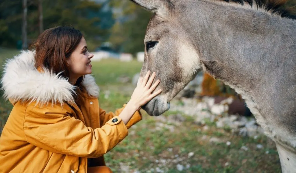 a lady caring for a donkey
