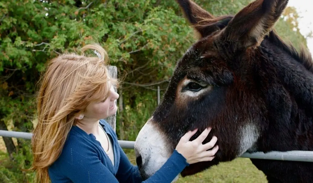 a lady pets a donkey in a farm