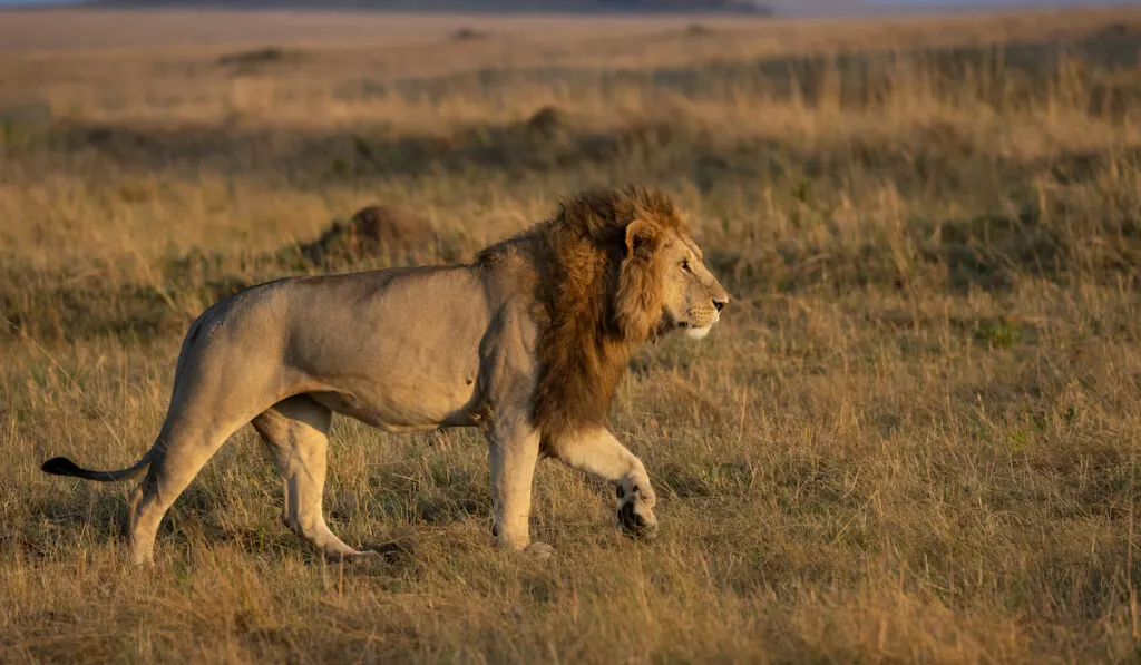 a lion in africa