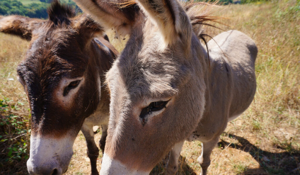 a pair of donkeys closeup