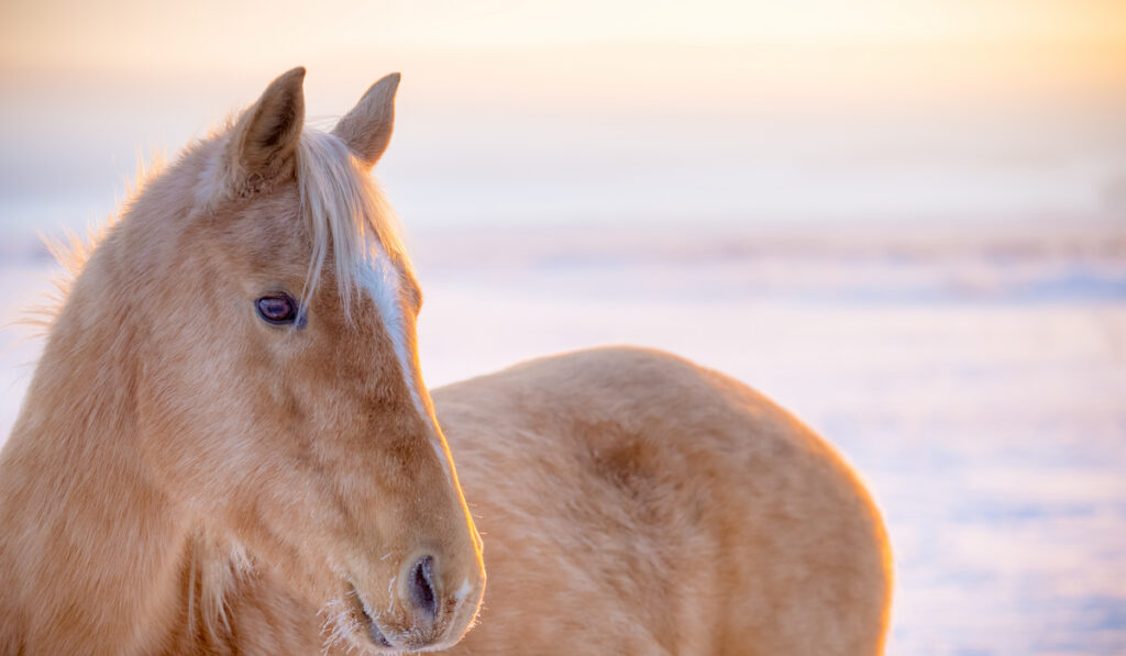a palomino horse on winter