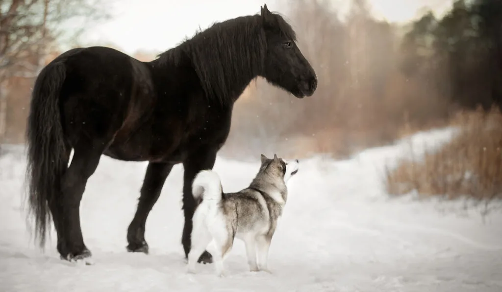 a percheron and a huskie together in the snow