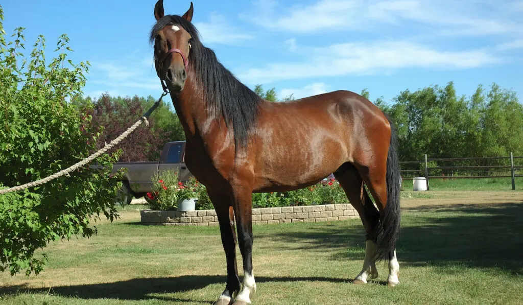 a peruvian horse in a ranch