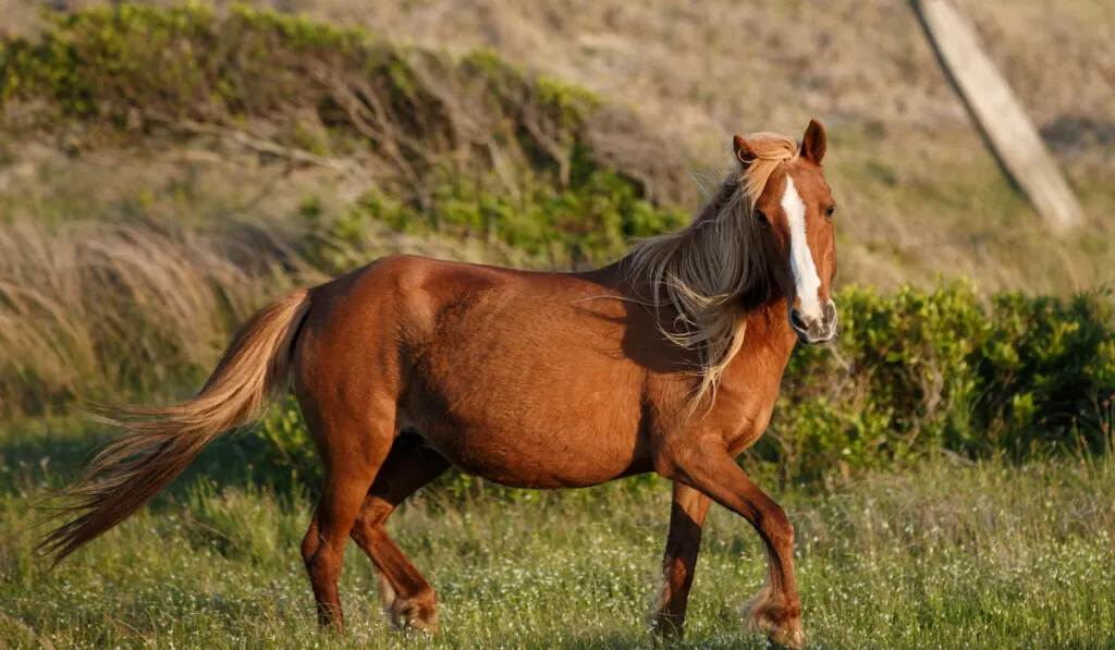 a pregnant brown horse