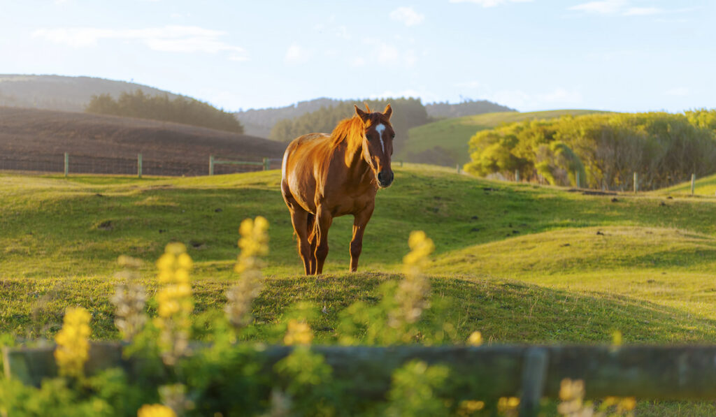 a quarter horse in an open meadow