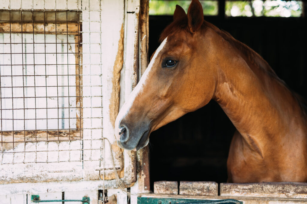 a sad horse inside a stall in the barn quarantined 