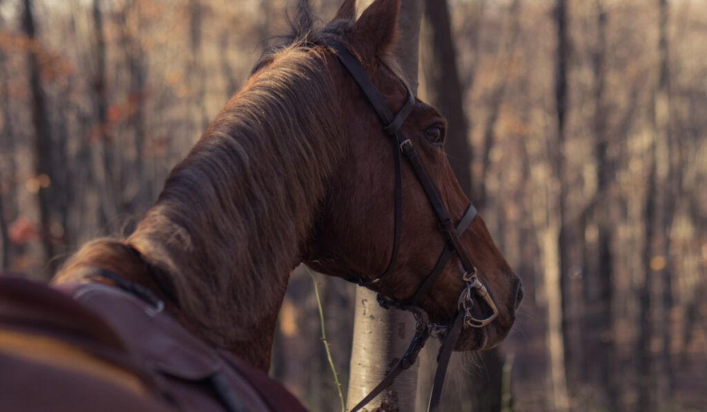 a saddlebred horse backview