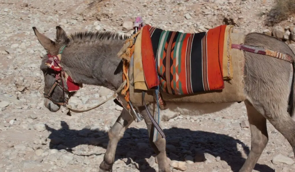 a saddled donkey