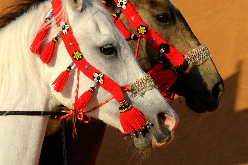 a white and brown horse wearing a decorative halter