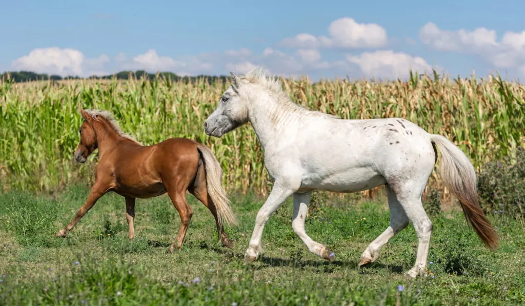 a white pony running across the corn field