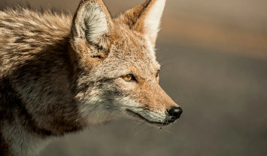 a wild coyote closeup