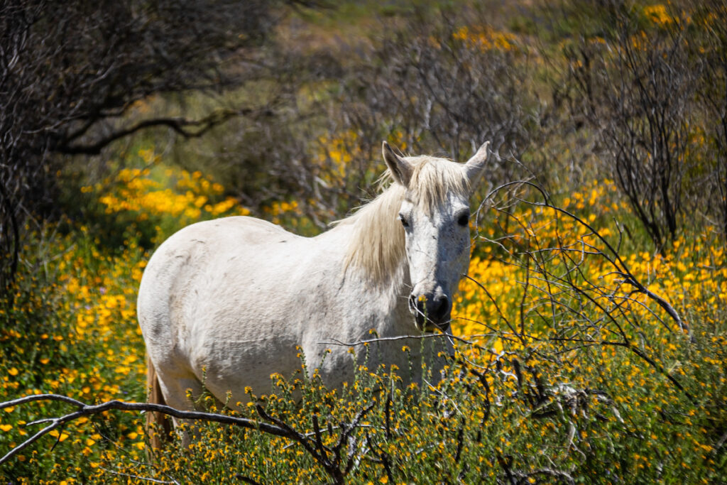 a wild mustang white horse