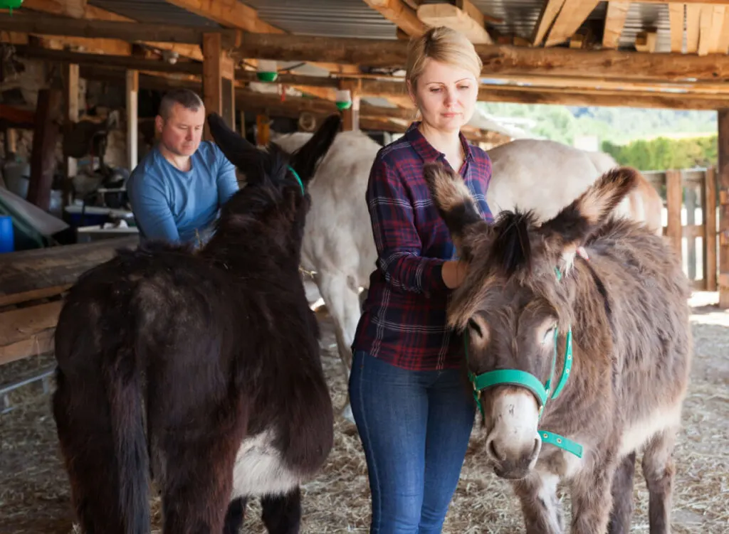 a woman on a checkered shirt checking the health of the donkey