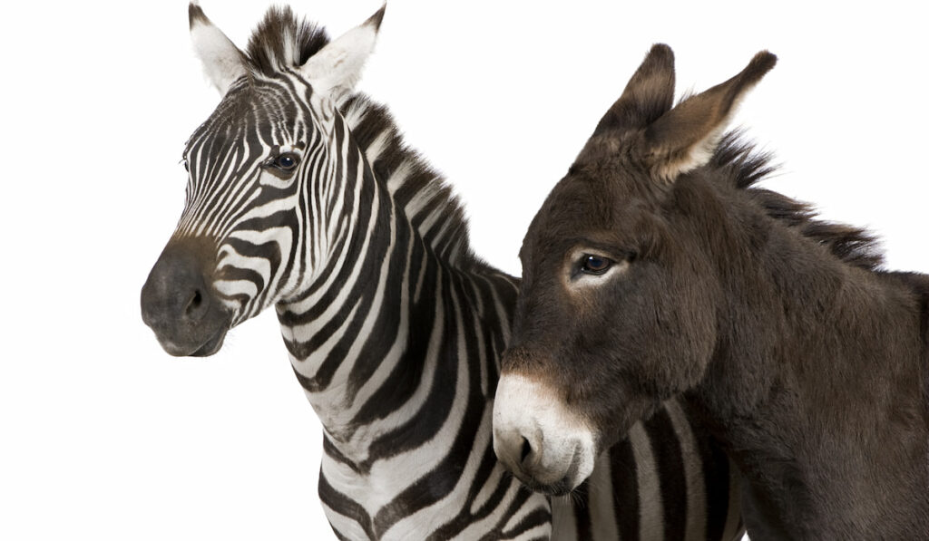 a zebra and a donkey on white background