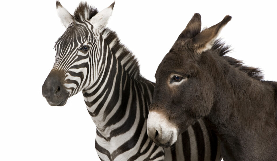 Are Zebras Horses? 11 Facts About Zebras and Horses Helpful Horse Hints