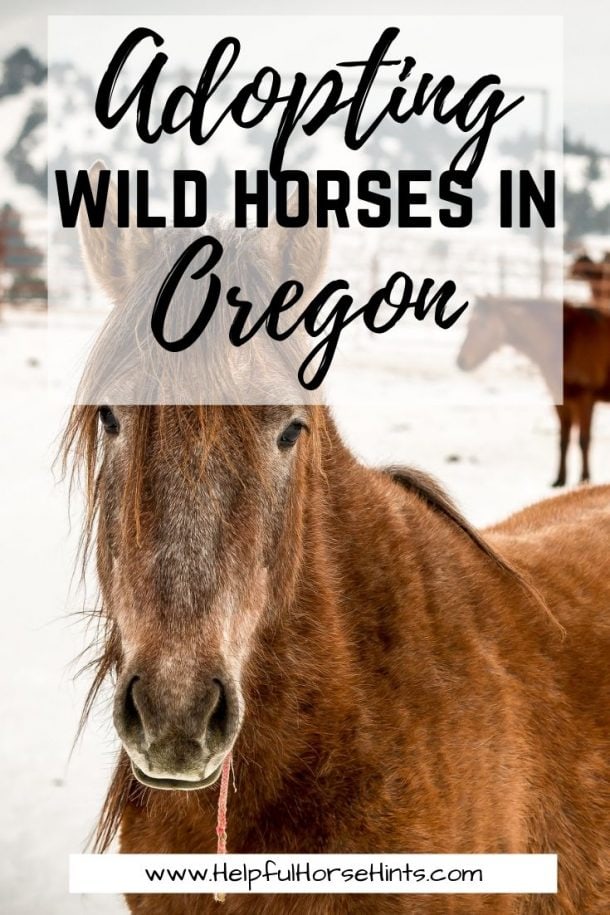 Adopting Wild Horses In Oregon Helpful Horse Hints