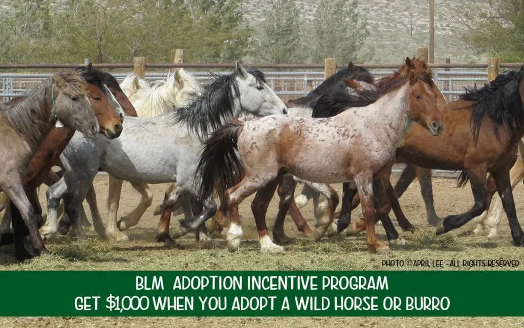 $1,000 Adoption Incentive offered by BLM