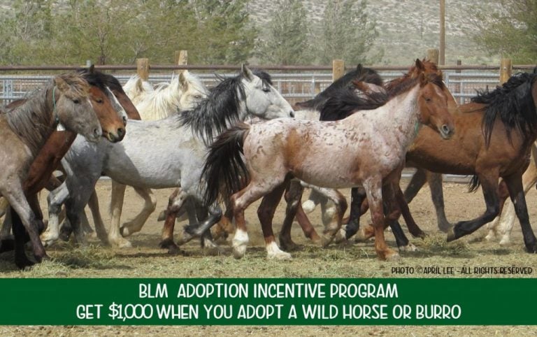 BLM Wild Mustang Adoption - Helpful Horse Hints