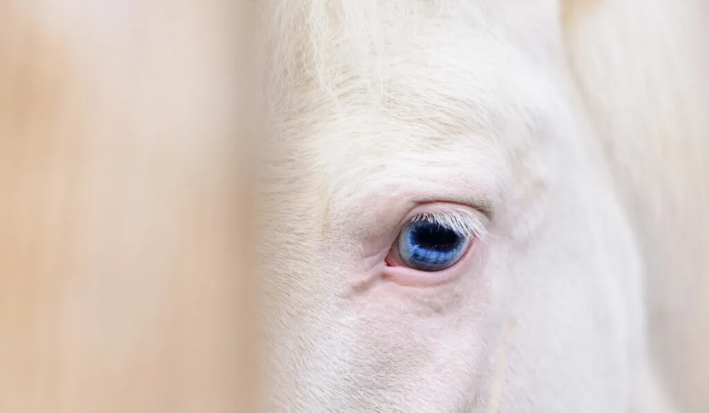 albino horse with blue eyes