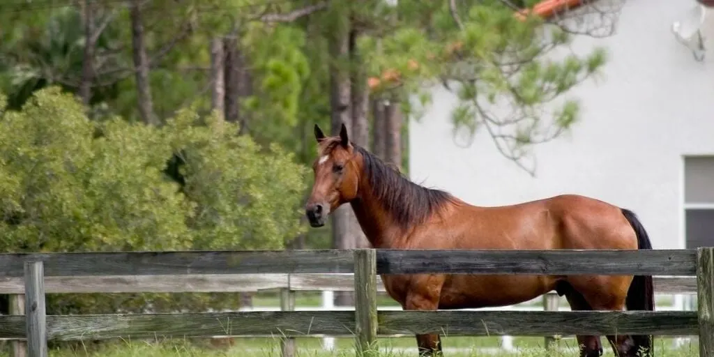 horse in a barn 