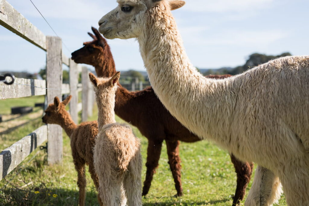 alpacas in a secured fence