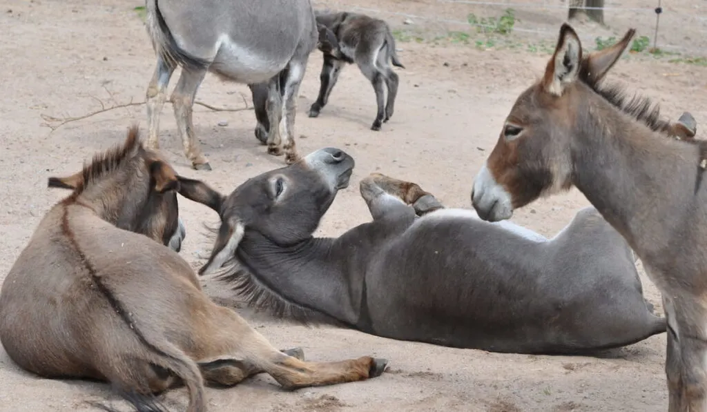 American Donkeys