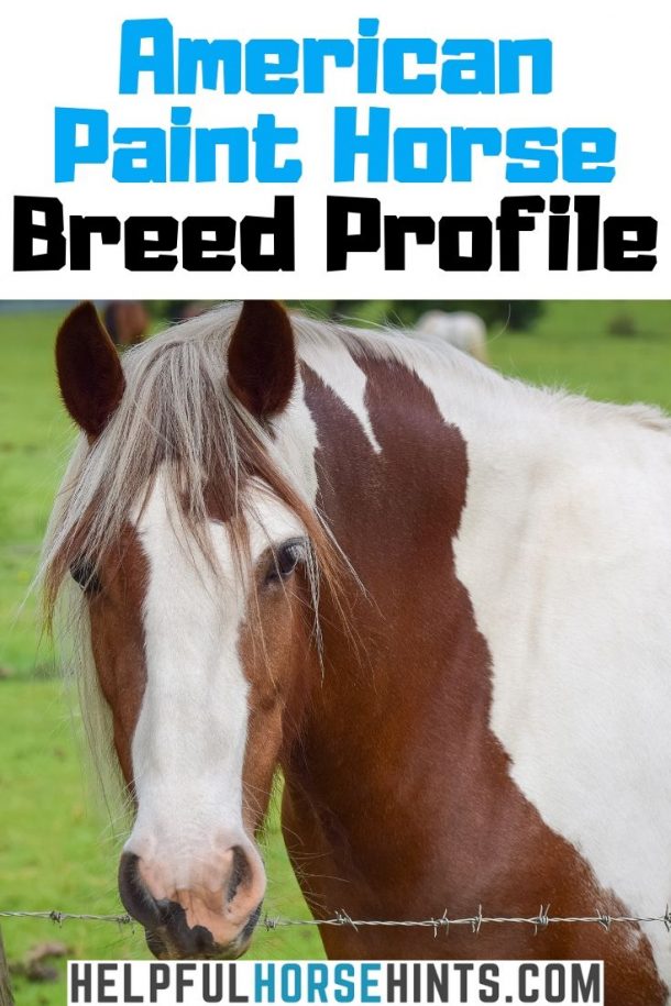 American Paint Horse Origin, Colors, Registration and Health Helpful