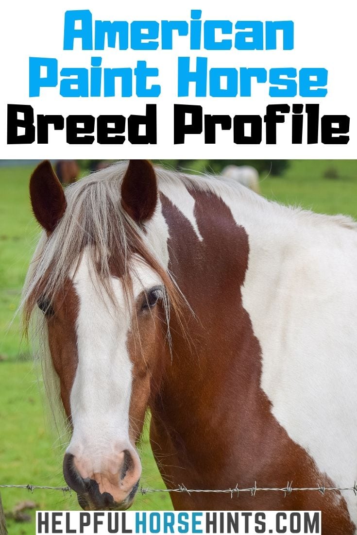 American Paint Horse Origin, Colors, Registration and Health Helpful