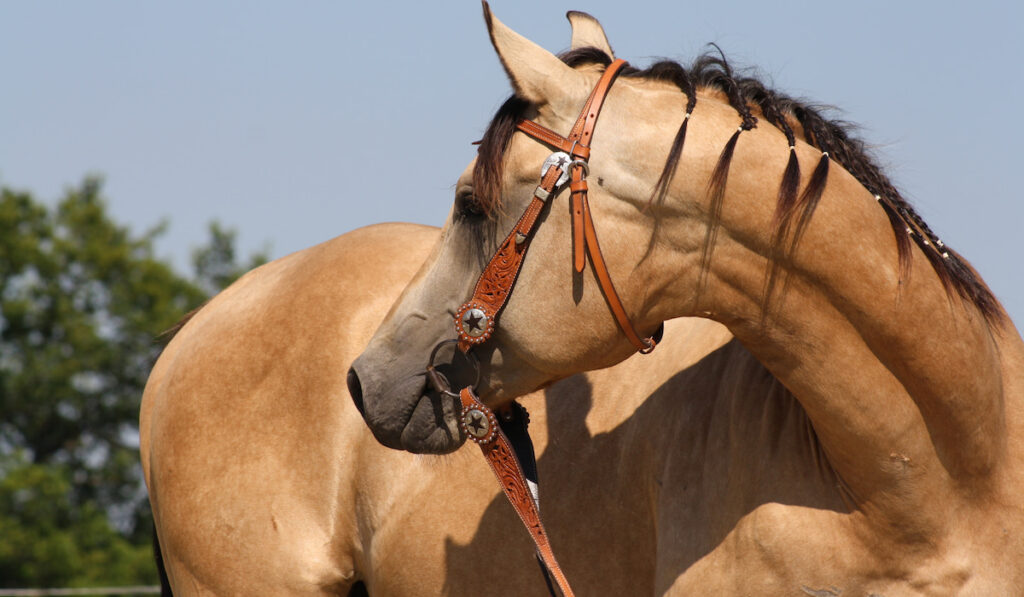 american quarter horse head side view