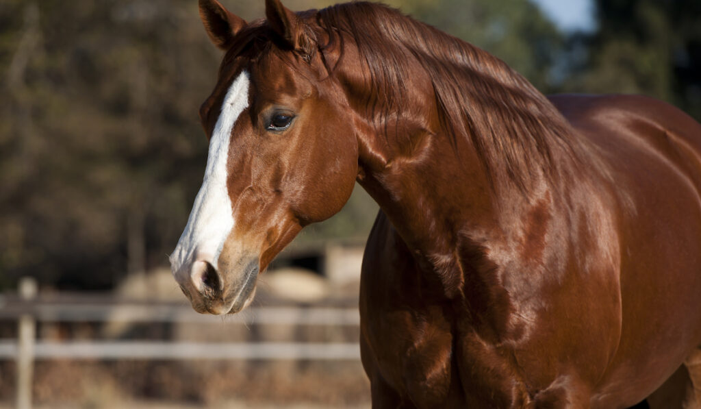 american quarter horse in farm