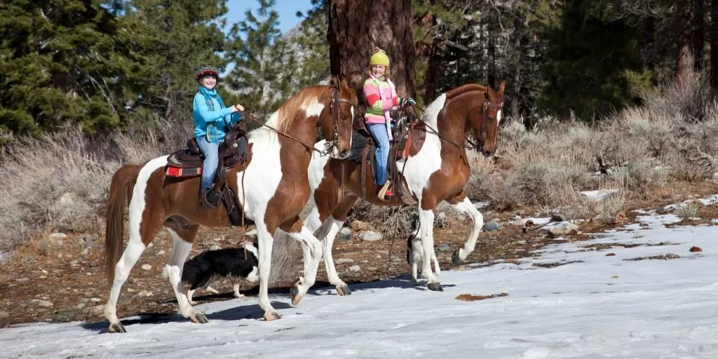 American Saddlebreds being Ridden by Children