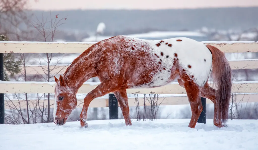 an american appaloosa in the snow