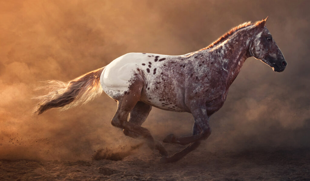 an appaloosa horse running