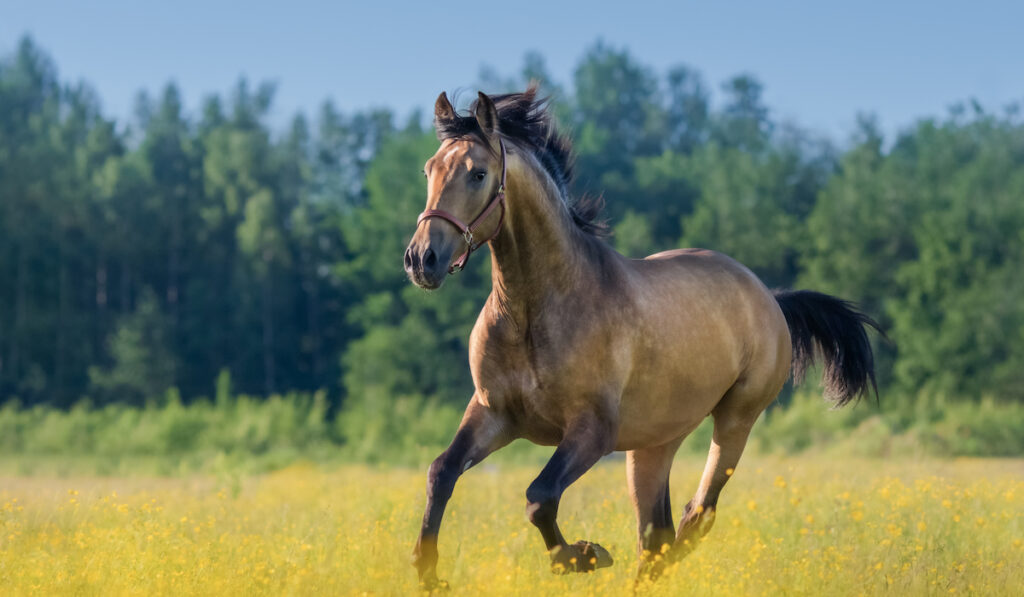 andalusian horse running in pasture